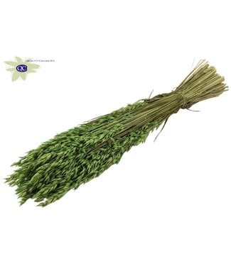 QC Lichtgroene gedroogde haver | Avena droogbloemen | Lengte 60 centimeter | Per 6 bossen