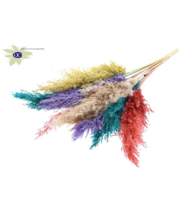 Pampas grass plumes various colours V | 10 plumes per bunch | Length 70 centimetres | Order per 6 bunches