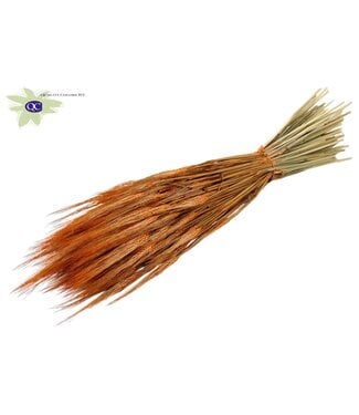 QC Oranje gedroogde gerst | Hordeum droogbloemen | Lengte 60 centimeter | Per 6 bossen