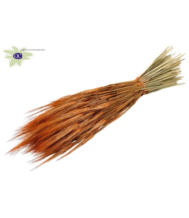 Orange dried barley | Hordeum dried flowers | Length 60 centimetres | Order per 6 bunches