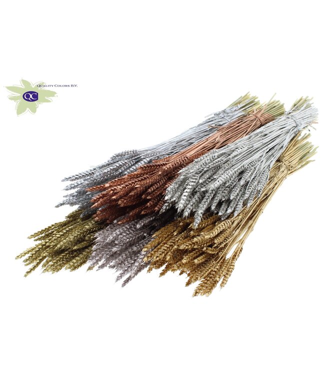 Dried wheat | Triticum dried flowers | Length 60 centimetres | Metallic mixed colours | Order per 6 bunches