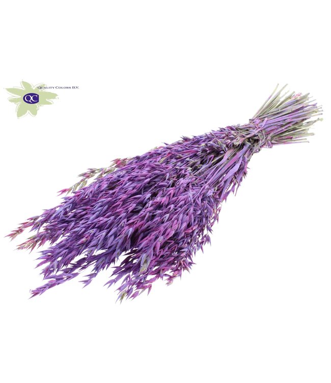 Dried oats milkweed mixed colours | Avena dried flowers | Length 60 centimetres | Order per 6 bunches