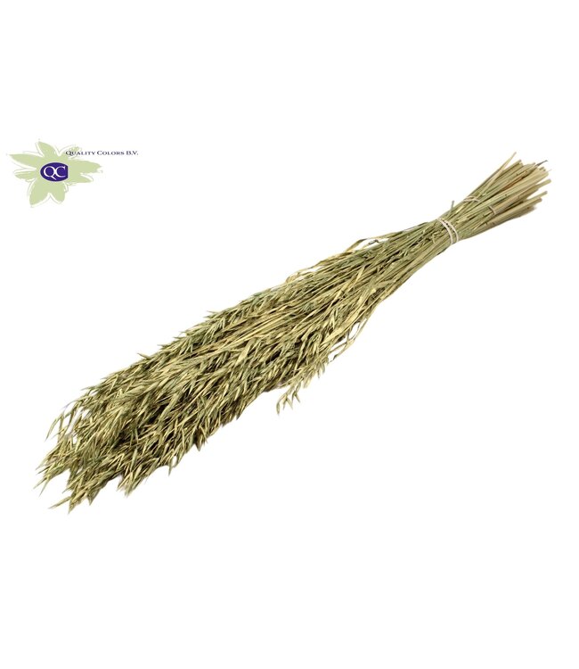 Antiek groen gedroogde haver | Avena droogbloemen | Lengte 60 centimeter | Per 6 bossen te bestellen