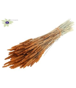 QC Dried wheat | Triticum dry flowers | Length 60 centimetres | Terracotta-coloured | Per 6 bunches