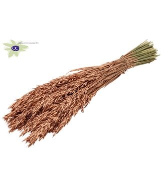 QC Copper-coloured dried oats | Avena dried flowers | Length 60 centimetres | Per 6 bunches