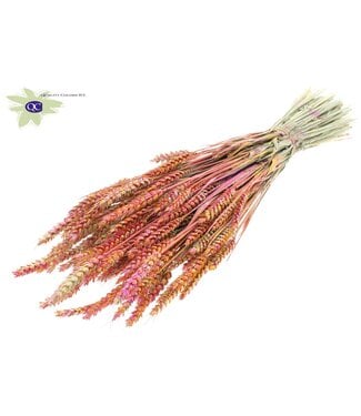 QC Gedroogde tarwe | Triticum droogbloemen | Lengte 60 centimeter | Kerskleurig gemengde kleuren | Per 6 bossen