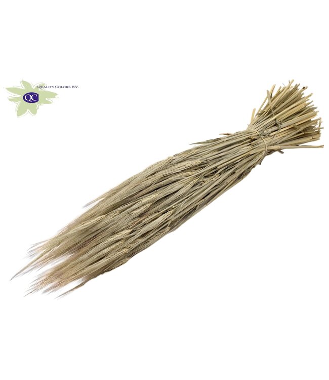 Matt white dried barley | Hordeum dried flowers | Length 60 centimetres | Order per 25 bunches