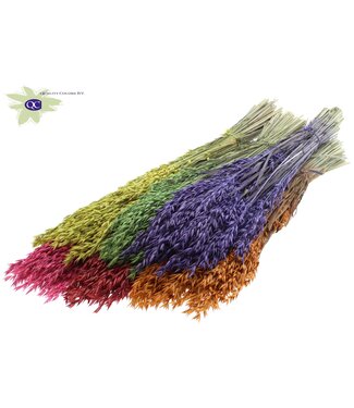 QC Dried oats mixed colours | Avena dried flowers | Length 60 centimetres | Per 25 bunches