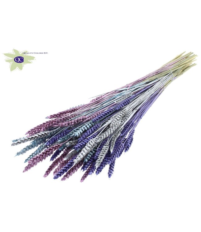 Dried wheat | Triticum dried flowers Galaxy | Length 60 centimetres | Metallic mixed colours | Order per 6 bunches