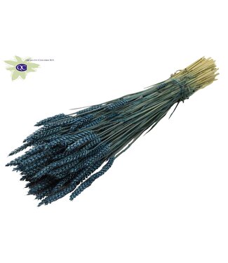 QC Dried wheat | Triticum dried flowers | Length 60 centimetres | Dark blue | Per 20 bunches