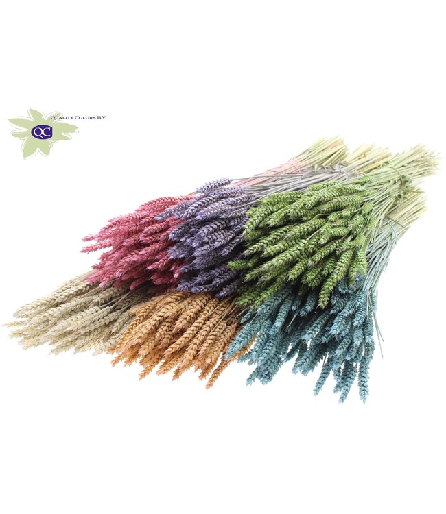 Dried wheat | Triticum dried flowers | Length 60 centimetres | Matt mixed colours | Order per 20 bunches