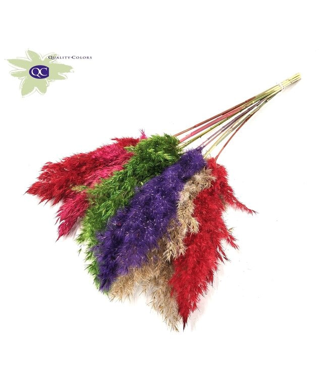 Pampas grass plumes various colours II | 10 plumes per bunch | Length 70 centimetres | Order per 6 bunches