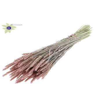 QC Dried wheat | Triticum dry flowers | Length 60 centimetres | Pearl rosy | Per 6 bunches