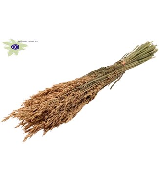 QC Zalmkleurige gedroogde haver | Avena droogbloemen | Lengte 60 centimeter | Per 25 bossen