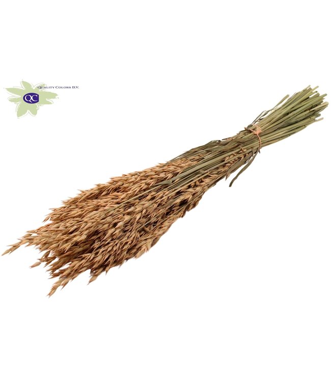 Salmon-coloured dried oats | Avena dried flowers | Length 60 centimetres | Order per 25 bunches