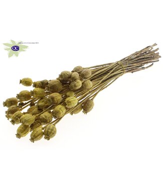 QC Dried Poppy Somniferum metallic yellow | Per 6 bunches