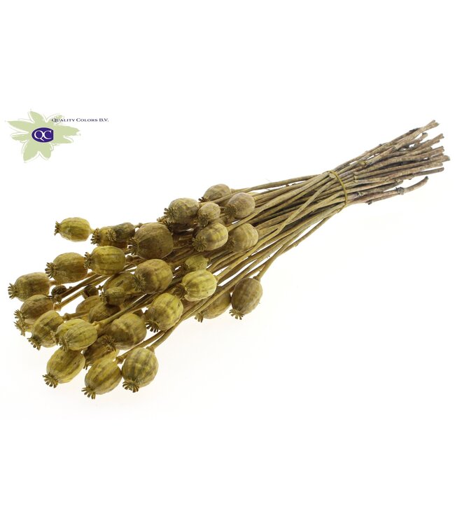 Dried Poppy Somniferum metallic yellow | Order per 6 bunches