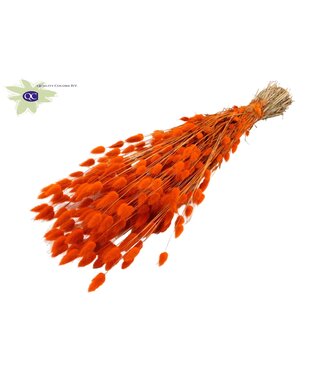 QC Lagurus dried flower orange | Length 60 centimetres | Per 6 bunches