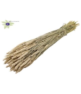 QC Gedroogde tarwe | Triticum droogbloemen | Lengte 60 centimeter | Mat wit | Per 20 bossen