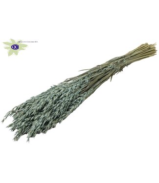 QC Gedroogde haver mat lichtblauw | Avena droogbloemen | Lengte 60 centimeter | Per 6 bossen