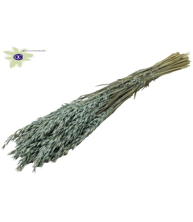 Dried oats mat light blue | Avena dried flowers | Length 60 centimetres | Order per 6 bunches