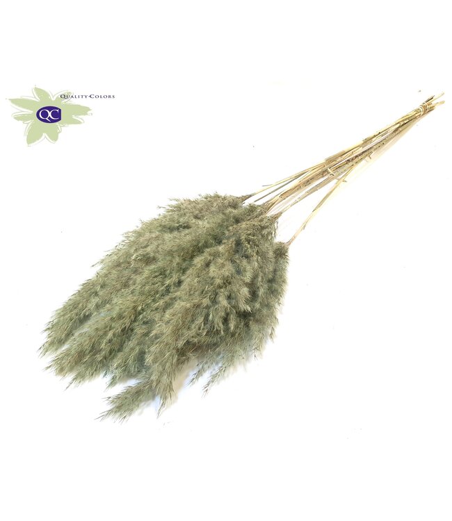 Matt mint green Pampas grass panicles | 10 panicles per bunch | Length 70 centimetres | Order per 6 bunches