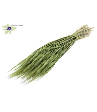 QC Lichtgroene gedroogde gerst | Hordeum droogbloemen | Lengte 60 centimeter | Per 6 bossen