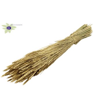 QC Gedroogde tarwe | Triticum droogbloemen | Lengte 60 centimeter | Goudkleurig | Per 6 bossen