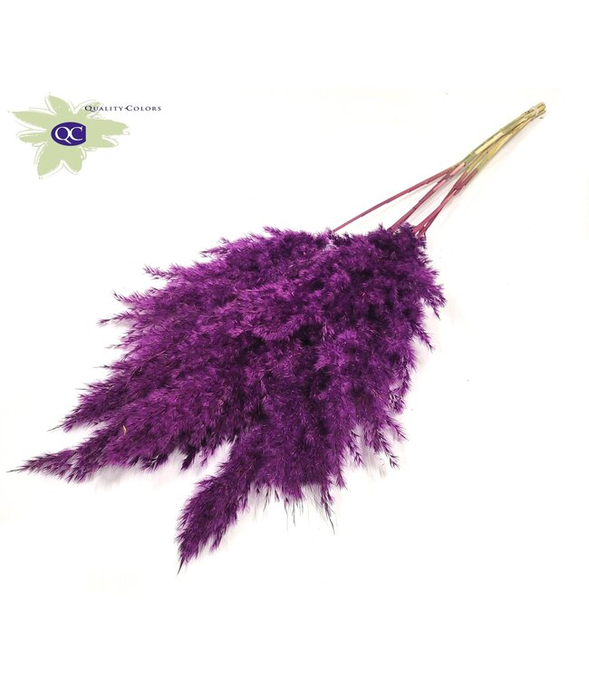 Purple Pampas grass panicles | 5 panicles per bunch | Length 100 centimetres | Order per 10 bunches