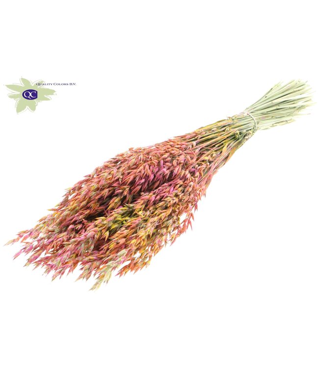 Dried oats cherry mixed colours | Avena dried flowers | Length 60 centimetres | Order per 6 bunches