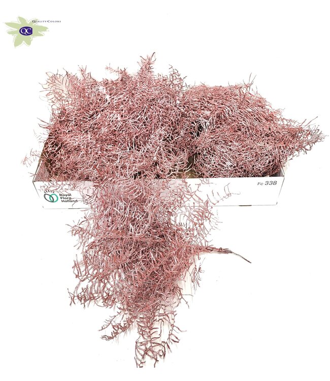 Gepreserveerde Koraalvaren | 10 stelen per bos | Metaalkleurig rooskleurig | Per 10 bossen te bestellen