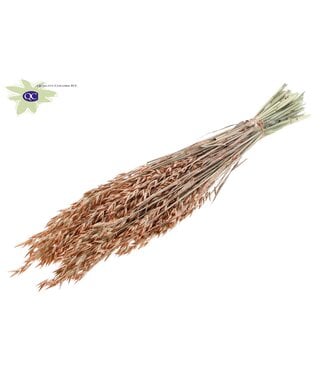 QC Dried oats pearl orange | Avena dry flowers | Length 60 centimetres | Per 6 bunches