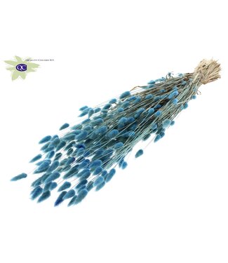 QC Lagurus dried flower light blue | Length 60 centimetres | Per 25 bunches