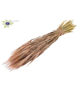 QC Dried barley matt pink | Hordeum dried flowers | Length 60 centimetres | Per 25 bunches