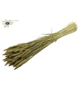 QC Gedroogde tarwe | Triticum droogbloemen | Lengte 60 centimeter | Olijfkleurig | Per 6 bossen