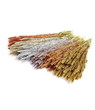 QC Dried wheat | Triticum dried flowers | Length 60 centimetres | Metallic mixed colours with glitter | Per 6 bunches