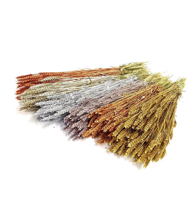 Dried wheat | Triticum dried flowers | Length 60 centimetres | Metallic mixed colours with glitter | Order by 6 bunches