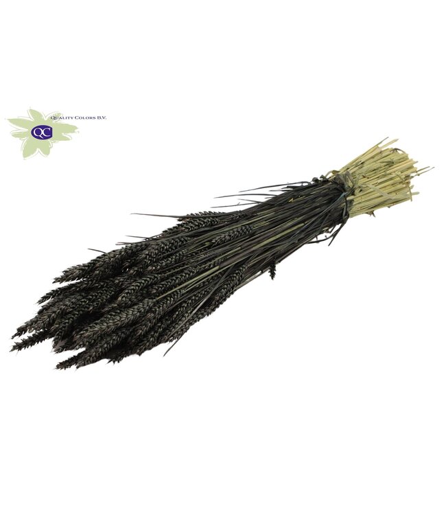 Dried wheat | Triticum dried flowers | Length 60 centimetres | Black | Order per 6 bunches