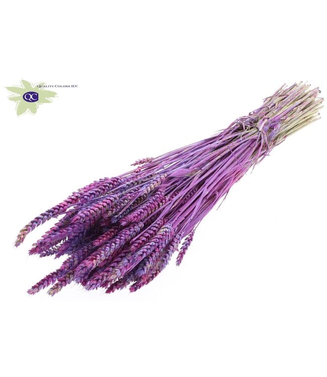 Dried wheat | Triticum dried flowers | Length 60 centimetres | Milk-coloured mixed colours | Order per 6 bunches