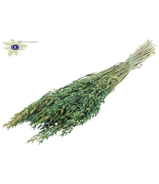 QC Gedroogde haver gemengde groene kleuren | Avena droogbloemen | Lengte 60 centimeter | Per 6 bossen