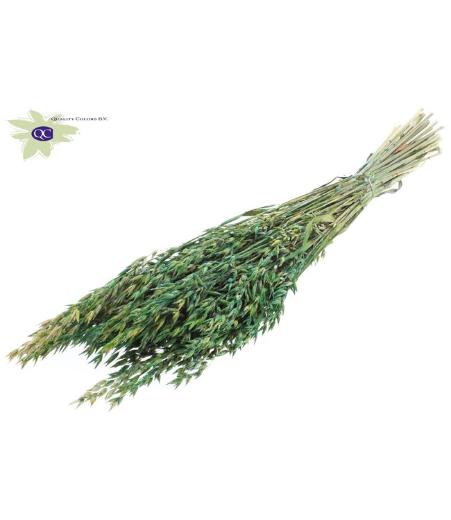 Gedroogde haver gemengde groene kleuren | Avena droogbloemen | Lengte 60 centimeter | Per 6 bossen te bestellen