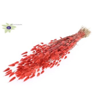 QC Lagurus dried flower coral-coloured | Length 60 centimetres | Per 6 bunches