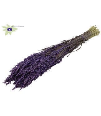 QC Purple dried oats | Avena dried flowers | Length 60 centimetres | Per 6 bunches