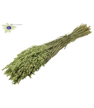 QC Gedroogde haver mat muntgroen | Avena droogbloemen | Lengte 60 centimeter | Per 6 bossen