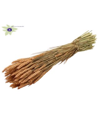 QC Dried wheat | Triticum dry flowers | Length 60 centimetres | Salmon-coloured | Per 6 bunches