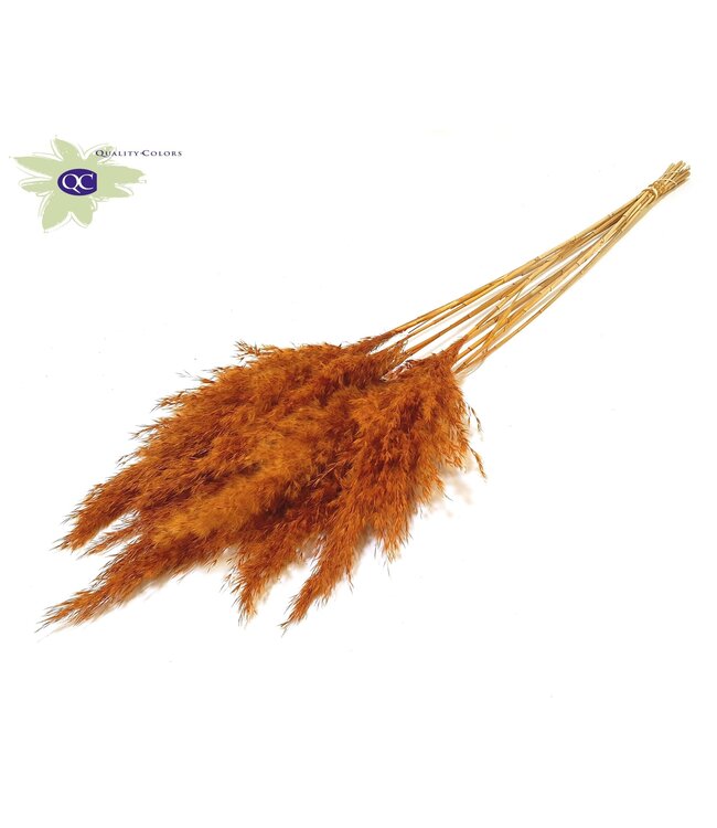 Orange Pampas grass panicles | 10 panicles per bunch | Length 70 centimetres | Order per 6 bunches