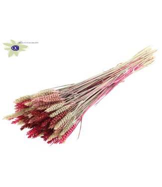 QC Dried wheat | Triticum dried flowers Lady | Length 60 centimetres | Mixed colours | Per 6 bunches