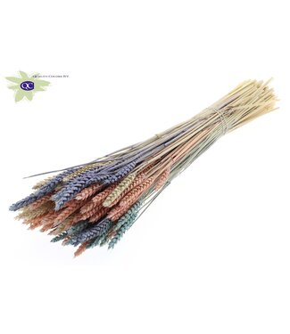 QC Dried wheat | Triticum dried flowers | Length 60 centimetres | Mixed colours I | Per 6 bunches