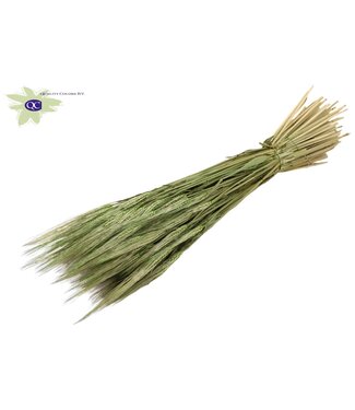 QC Dried barley mat mint green | Hordeum dry flowers | Length 60 centimetres | Per 6 bunches