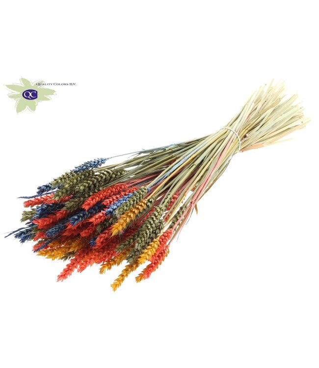 Dried wheat | Triticum dried flowers | Length 60 centimetres | Mixed colours VI | Order per 6 bunches